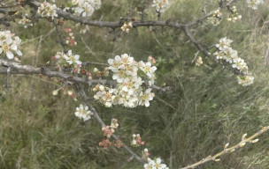 26 mars St Pargoire, le tour de la Garenne 10km +190m